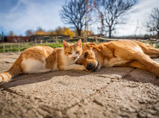 Pet Burial Service Edwardsville IL