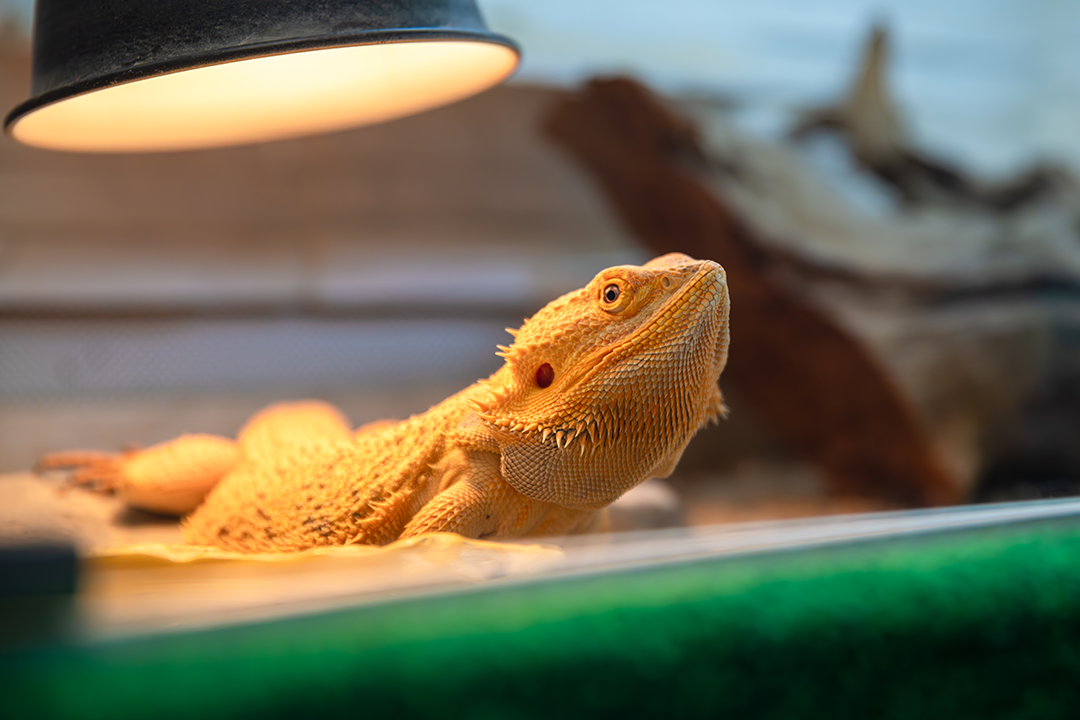 Pet bearded dragon lizard under heat lamp