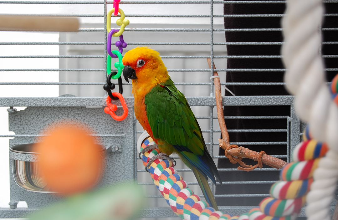 pet bird with toys in a cage