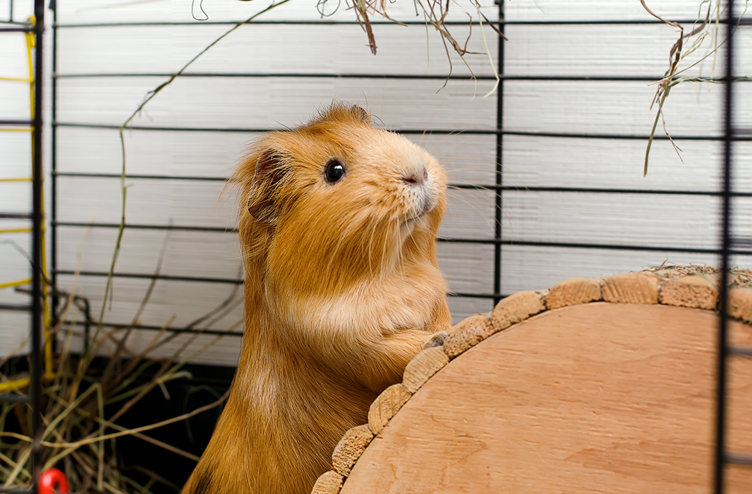 pet guinea pig in a cage